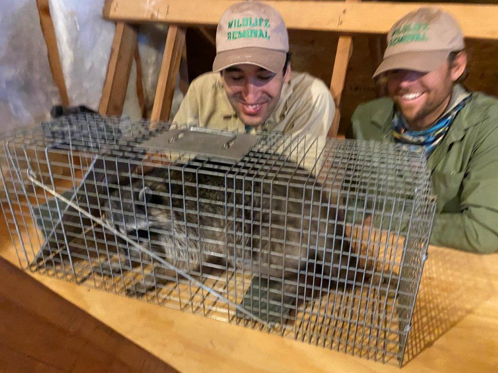 Scranton raccoon trapping